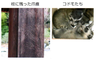 araiguma manual page 1 4