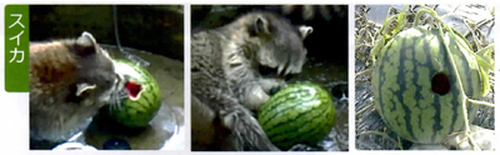 araiguma manual page 3 1