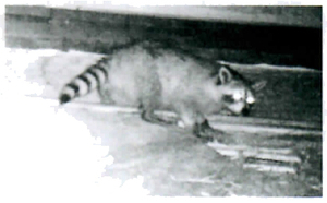 araiguma manual page 3 4