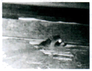 araiguma manual page 3 5