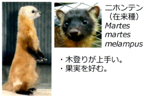 araiguma manual page2 4